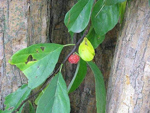 Cudrania tricuspidata