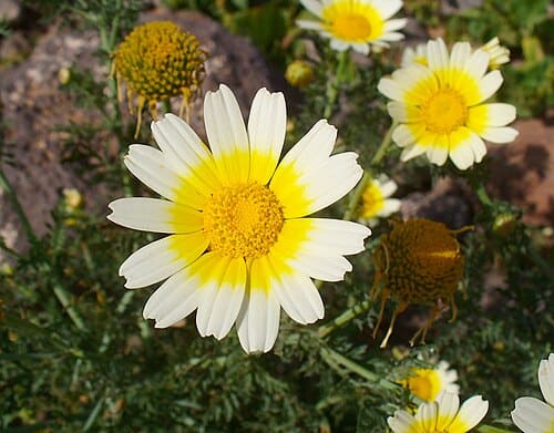 Glebionis