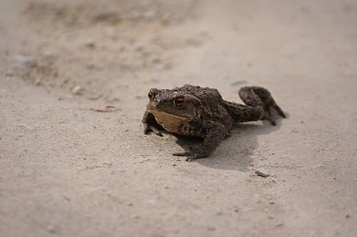 Bufo bufo