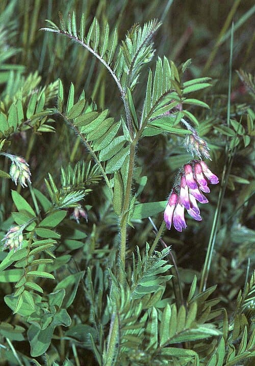 Vicia, standing in for Vicia bungei