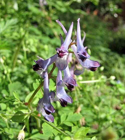 Corydalis sheareri