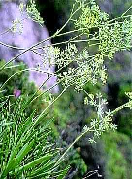 Bupleurum, standing in for Bupleurum chaishoui