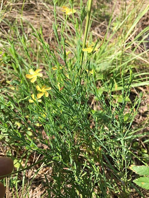 Hypericum drummondii