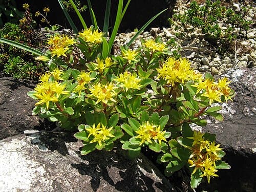 Sedum aizoon