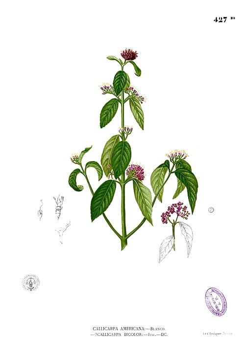 Callicarpa formosana