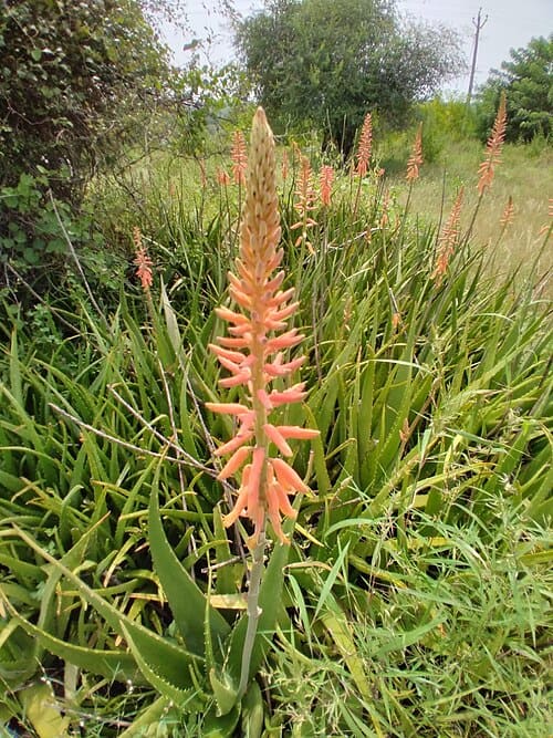 Aloe barbadensis