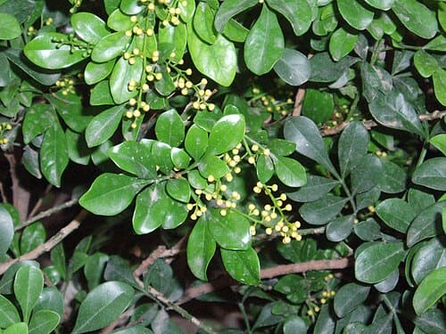 Aglaia odorata
