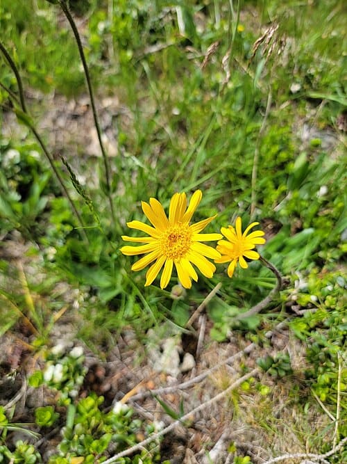 Arnica montana