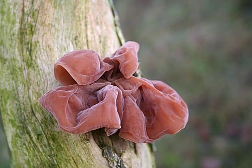 Auricularia, standing in for Auricularia auricularis