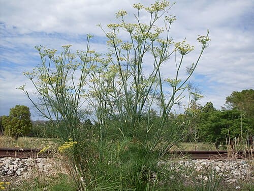 Foeniculum, standing in for Foeniculum planum