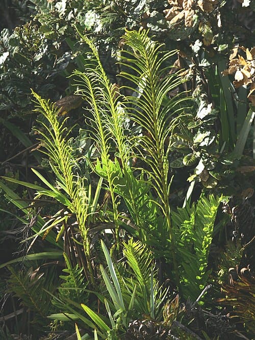 Plagiogyria, standing in for Plagiogyria stenoptera