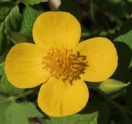 Hylomecon japonica