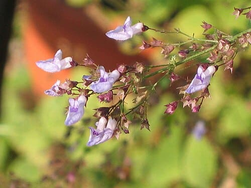 Isodon amethystoides