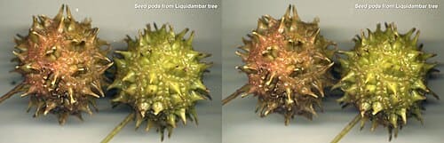 Liquidambar