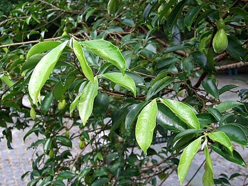 Aquilaria