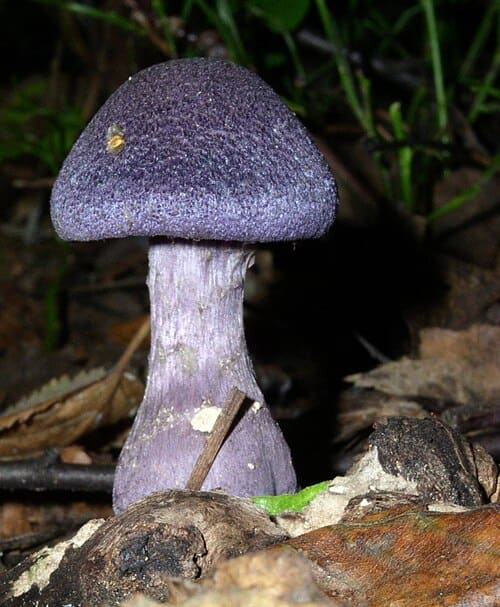 Cortinarius, standing in for Cortinarius curtus