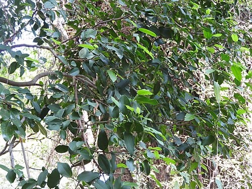 Celtis philippensis