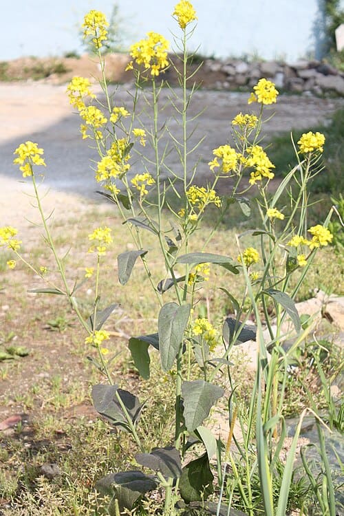 Brassica juncea