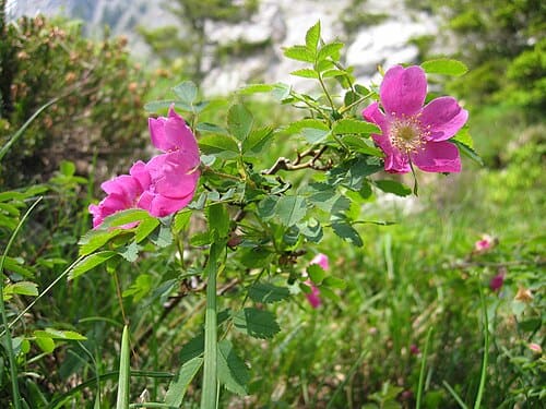 Rosa, standing in for Rosa damascena