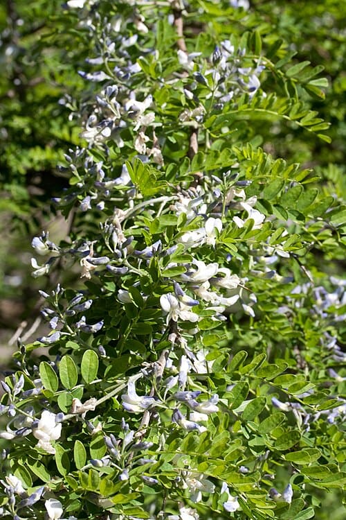 Sophora moorcroftiana