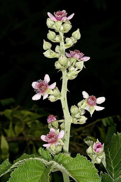 Rubus rigidus
