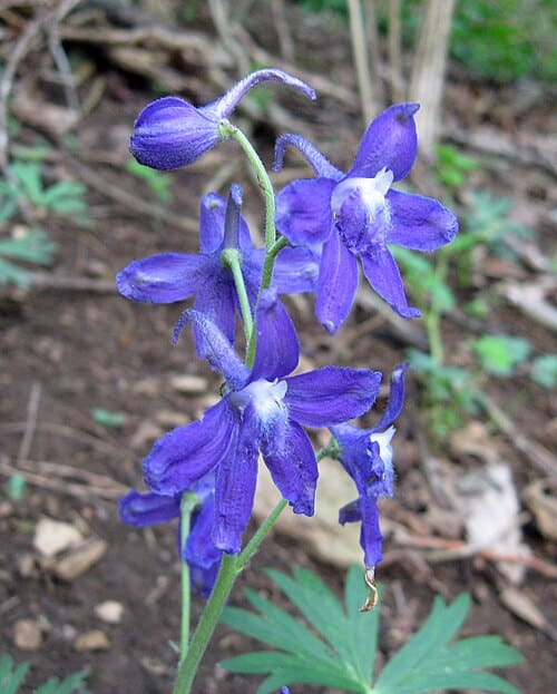 Delphinium tricorne