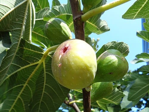 Ficus carica