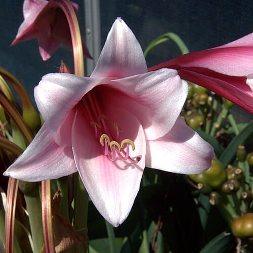 Crinum bulbispermum