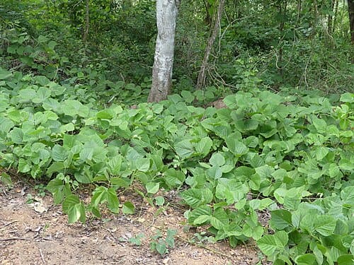 Pueraria tuberosa
