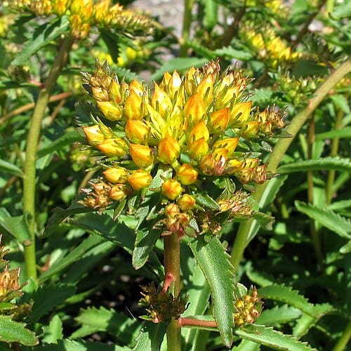 Rhodiola kirilowii