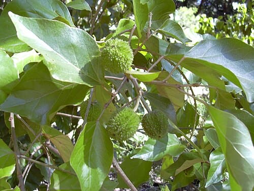 Croton, standing in for Croton aromaticus