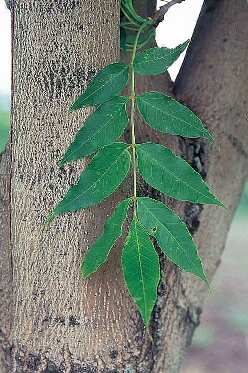 Fraxinus mandshurica