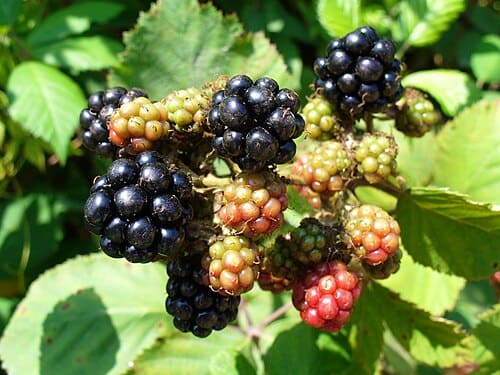 Rubus, standing in for Rubus shaanxiensis