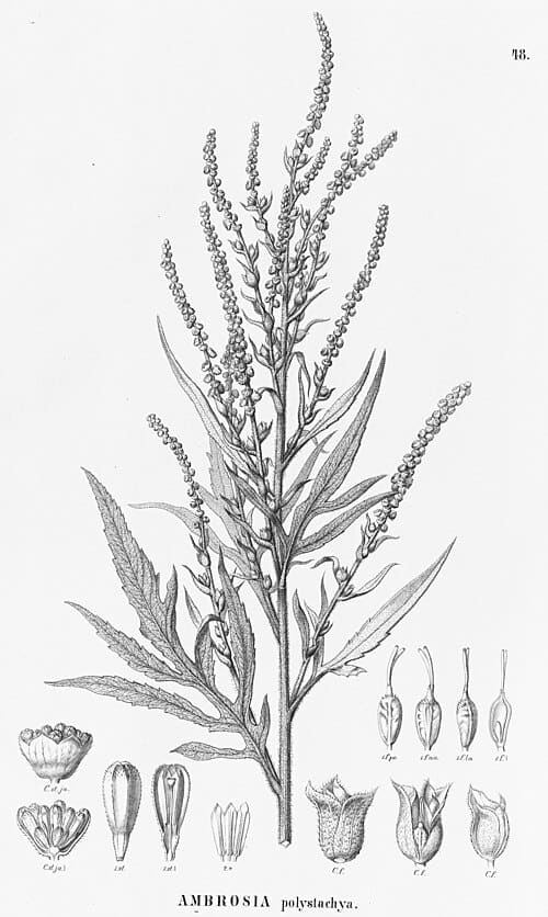 Ambrosia polystachya