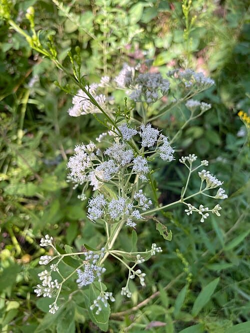 Eupatorium semiserratum