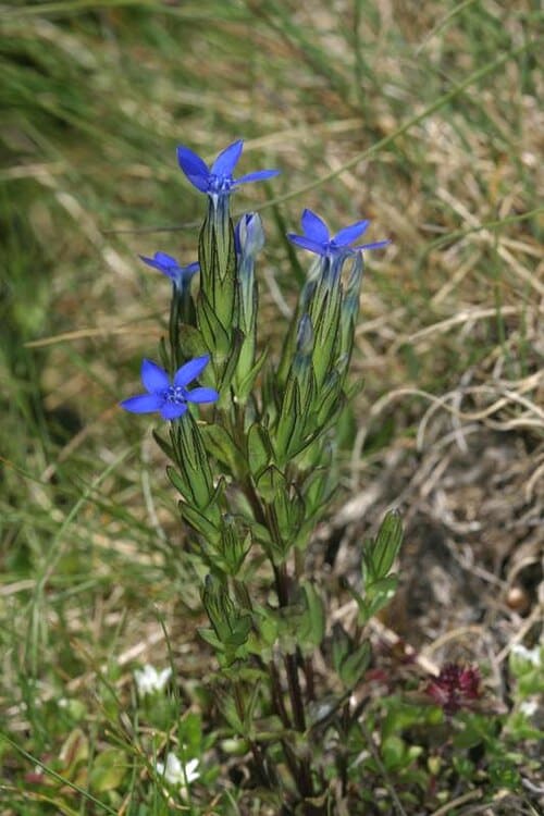 Gentiana nivalis