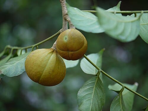 Dysoxylum, standing in for Dysoxylum leytense