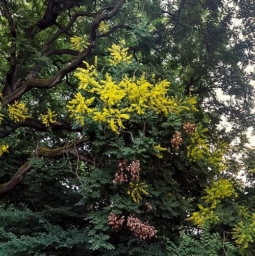 Koelreuteria paniculata