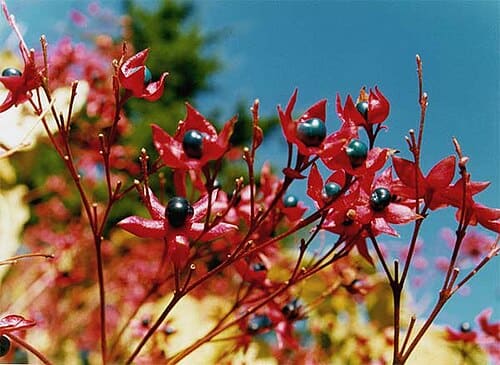 Clerodendrum