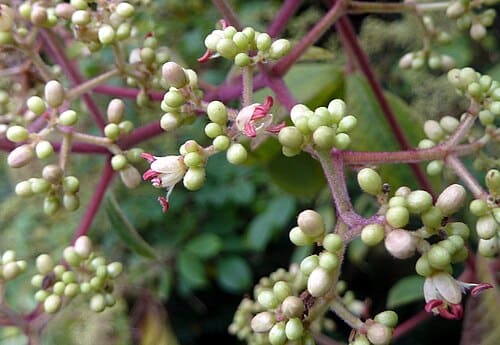 Tetradium glabrifolium