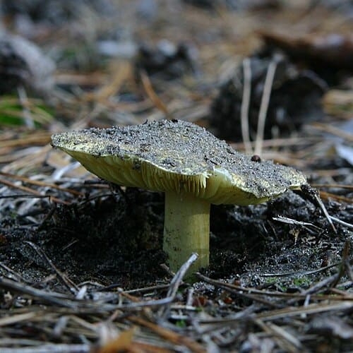 Tricholoma, standing in for Tricholoma viscidum