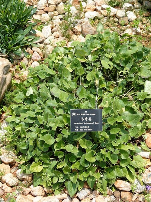 Valeriana jatamansi
