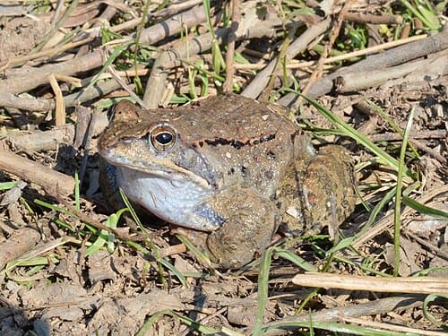 Rana temporaria