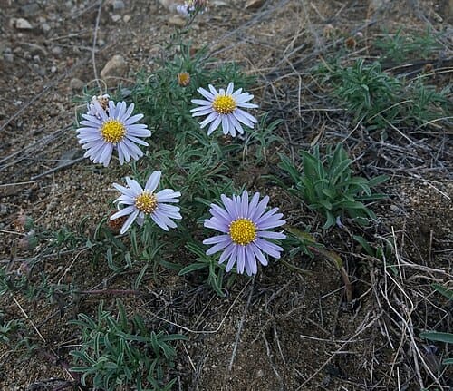 Aster altaicus