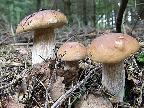 Boletus, standing in for Boletus erythropus