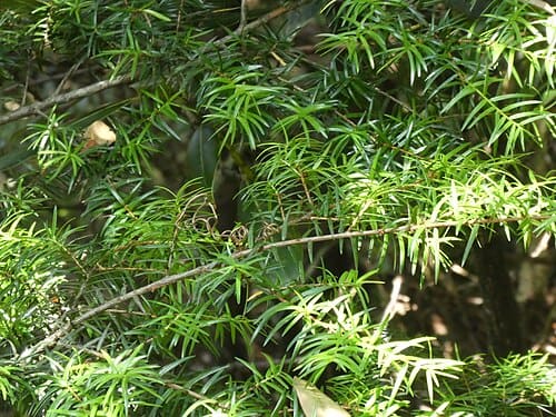 Nothotsuga, standing in for Nothotsuga chinensis