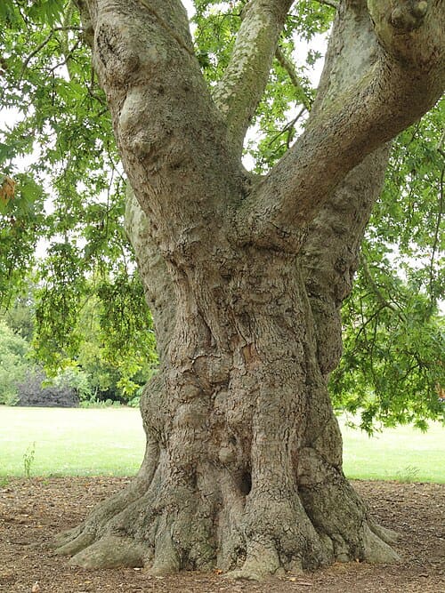 Platanus