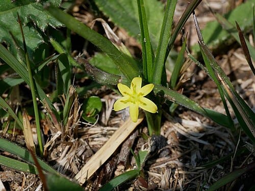 Hypoxis aurea