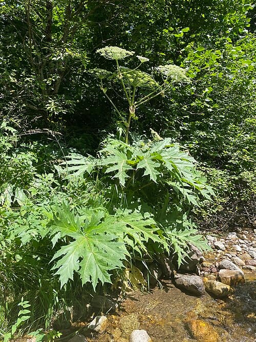 Heracleum mantegazzianum