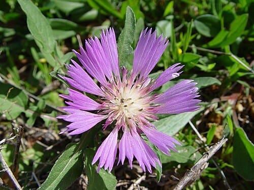 Centaurea, standing in for Centaurea bracteata
